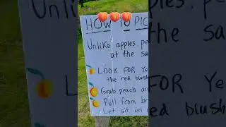 How to pick a &ldquo;Perfect Peach&rdquo; #shorts #reminder #peach #peachpicking #fruit #youtubeshorts