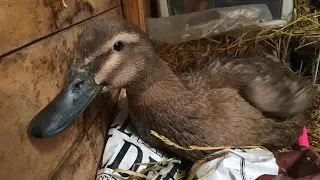 Emergency Duck Care | Injured leg