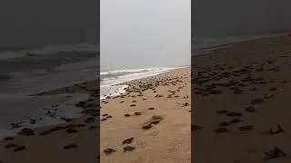 Rushikulya River Mouth, Ganjam &bull; Tortoise Babies &bull; Turtle &bull; Nature &bull; Sea beach &bull; Odisha tourism