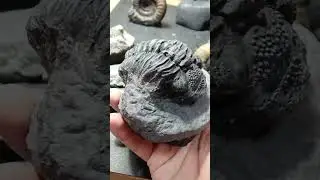 Painting fossil replicas  #fossils #arts #crafts