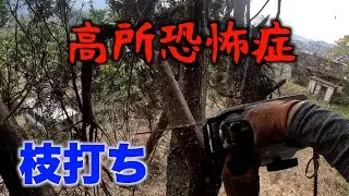 [チェーンソー落下]高所恐怖症オヤジが杉の枝打ちに挑む！前編