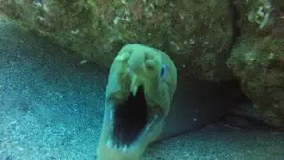 Diving Cabo 2022   SD 480p