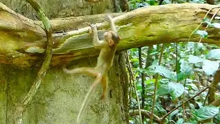 Happy Play/baby Elpida happy playing on tree looks he so pity because to no food for eating enough
