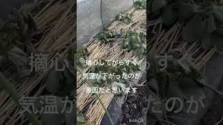あの元気だった天豆が全滅か？1月１５日
