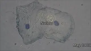 Cheek Cells Under The Microscope