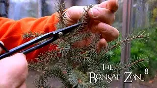 A Black Spruce and a Change of the Weather, The Bonsai Zone, Nov 2021