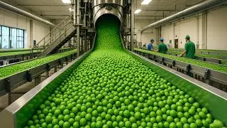 Inside the Canned Green Pea Factory Processing 600 Tons a day