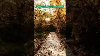 Beautiful  Forest Path Awesome View. #natural #nature #status #forest #villagelife #satisfyingvideo