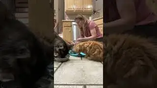 Good morning from the kittens. It is breakfast time and everyone is ready to start the day live!