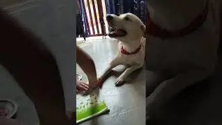 my Cuteie mau 😍☺🥰😊#artsmart#art#mau#dog#craft