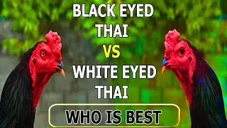 Black eyes Thai aseel Vs White eyes Thai aseel||Thai aseel murgha konsa acha hota h