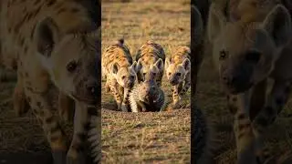 Hyena vs Porcupine Predator's Painful Clash Unleashed #wildlife #nature #animalbattle
