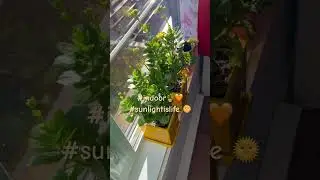 Love my indoor plants soaking sun🪴 #sunlight #life #love