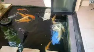 About fish immune systems