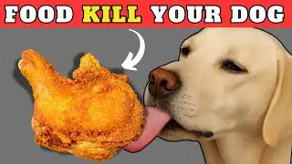 FOODS You Should NEVER Feed Your Dog &ndash; #7 Could Be Deadly!