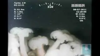 Basket Stars, Metridium, and Kelp Greenling