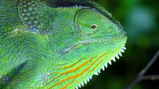 LA CARRERA DE LA VIDA: LOS REPTILES - Documental en espa&ntilde;ol