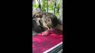 Stray cat waiting for his food #shorts #cats #homelesscat #hungrycats #cat #catlover #kitten