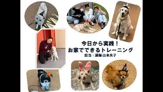 【#愛玩動物看護師】≪模擬講義≫今日から実践！お家でできるトレーニング🐕 #動物看護 #グルーミング #ドッグトレーニング