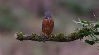 Brines Pit Kingfishers YouTube 2