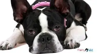 PriorityVet Emergency Vet care TV Commercial by Greenrose Media