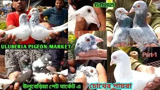 Recent Flying Pigeon price update at Uluberia Pigeon Market on 15.11.25  #Kabutar #pigeon