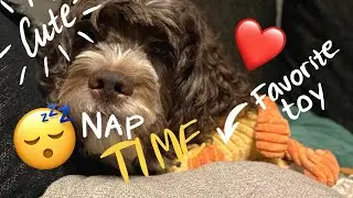 Cute dog falling asleep 😴Barbet (French water dog)