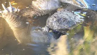 Snapping Turtles Fighting or Mating?