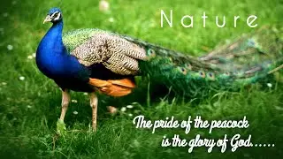 peacock | Beautiful Nature whatsapp status | Nature Love Whatsapp Status | Peacock Whatsapp Status