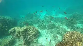 Oman daymaniyat Islands snorkeling