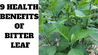 #9 Surprising Health Benefits of Bitter Leaf