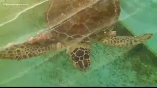 First Coast News takes you inside UF's sea turtle hospital