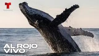 El canto de ballenas y el lenguaje humano siguen estructura similar seg&uacute;n estudio