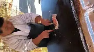 Ikayaki in Japan (Grilled Squid Cooking)
