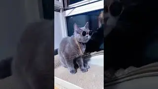 Cat's reaction to sunglasses #cats #dogs #petproductreviews #petaccessories #shorts