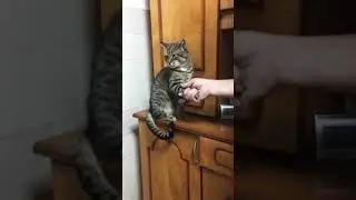 Cat shakes hand 😍