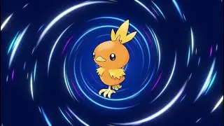 Torchic Evolution Line!