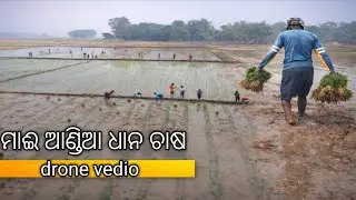 ଆଜି ଆରମ୍ଭ ହେଲା ମାଈ ଆଣ୍ଡିଆ ଧାନ ରୁଆ ଆସନ୍ତୁ ଦେଖିବା#rajublogsodia 
