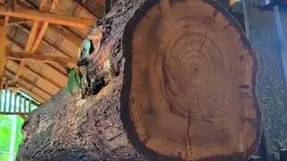 Amazing..!! This is the discovery of a mysterious black wood that has the most beautiful grain.