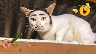 Funny Animals Will Make You Laugh Out Loud #44
