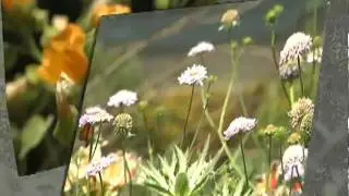 LA Arboretum and Botanical Garden in Arcadia Part 2