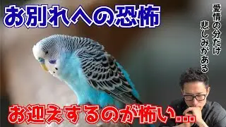 【質問コーナー】亡くなってしまう辛さが怖くてお迎えを悩んでいます。発情抑制でお薬を与えるための受診タイミングは？クイックストップは鳥にとって痛いの？ふやかしたペレットを与え続けるデメリットは？