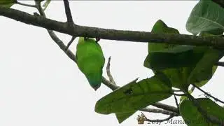 Vernal Hanging Parrot (Loriculus vernalis)- Hanging