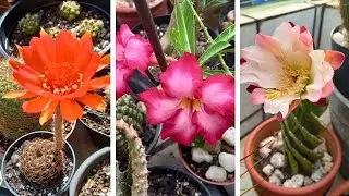 CACTOS COM FLORES - LOBIVIA - CACTO PARAFUSSO E ROSA DO DESERTO