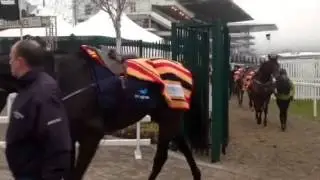 Gold Cup winner Don Cossack..