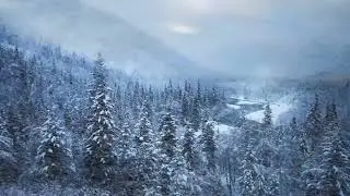 Snowy Forest Ambience (1 Hour) | Sleep, Study, Relax