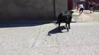 Cogida en el Carpio 11-9-2017