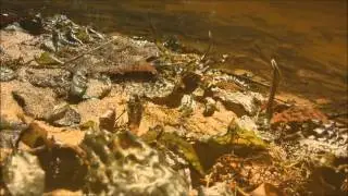 Cryptocoryne keei and Rasbora sarawakensis　-DIscoveryPlanet-