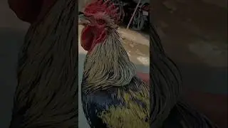 larg size desi murga #murga #murgi#desi#desimurga#shortvideo#aseelmurga#animals#birds#poultryfarming