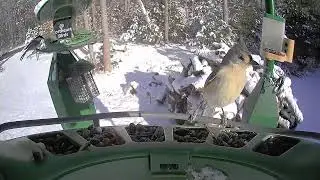 Super Triple Feeder in Snowy New England! It's a winter wonderland full of birds!